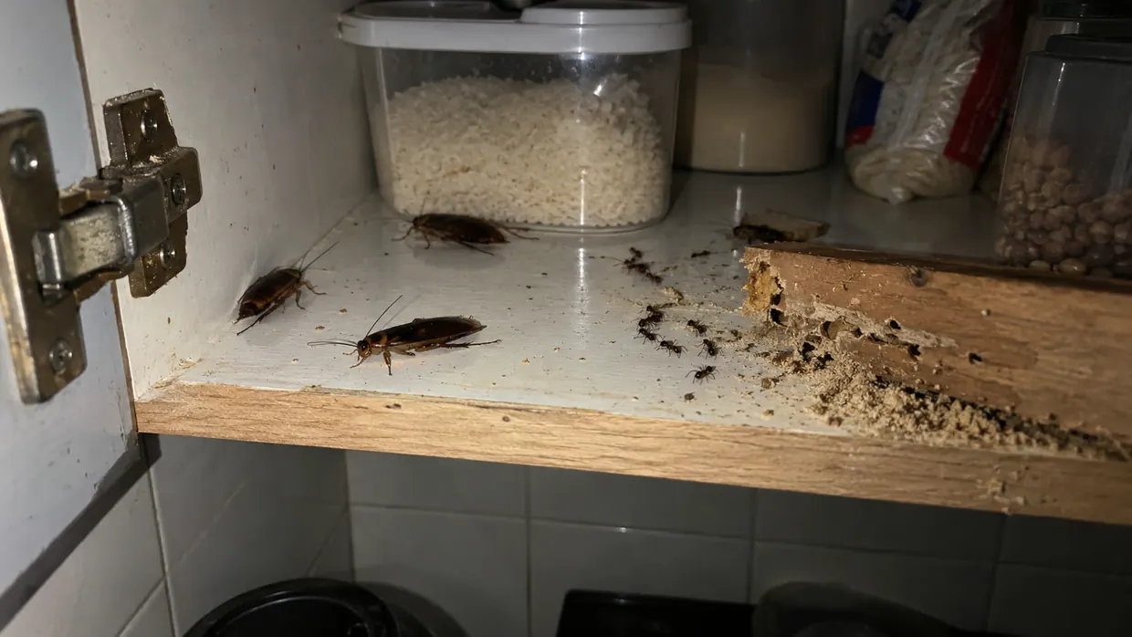Baratas, formigas e cupim dentro de um armário de cozinha — pragas urbanas atendidas pela Ambiental